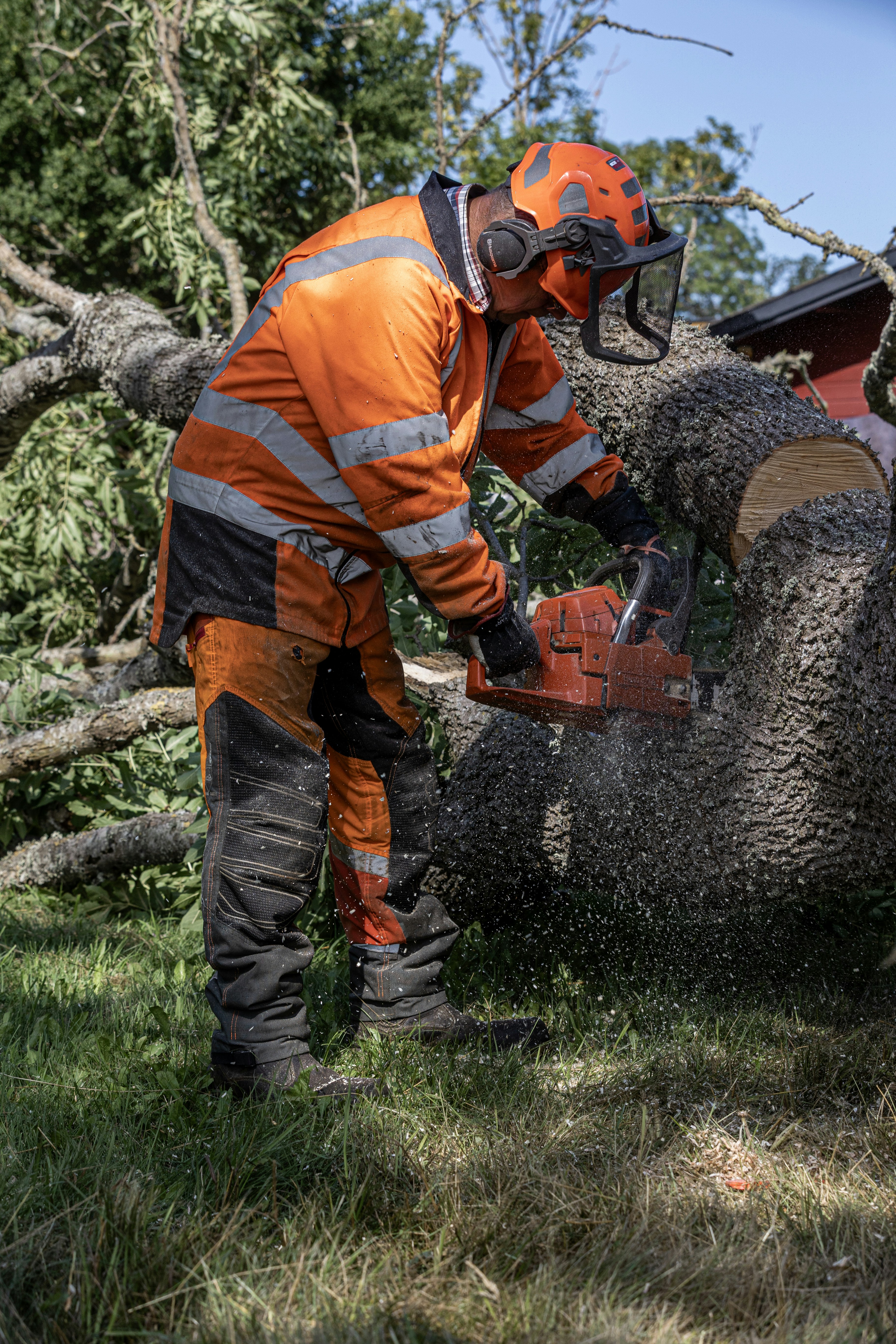 Professional tree trimming in Oak Park