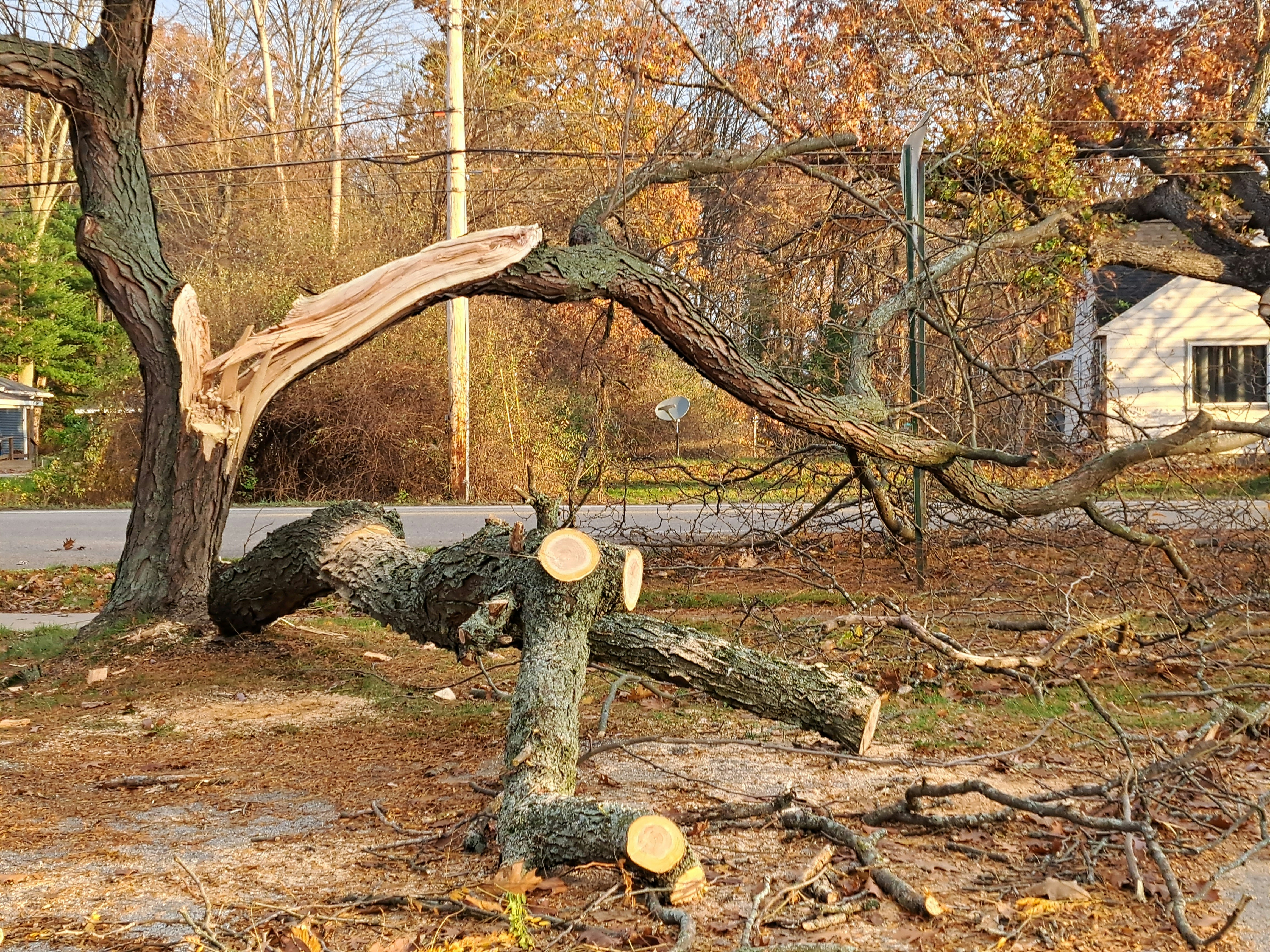 Professional emergency tree service in Royal Oak