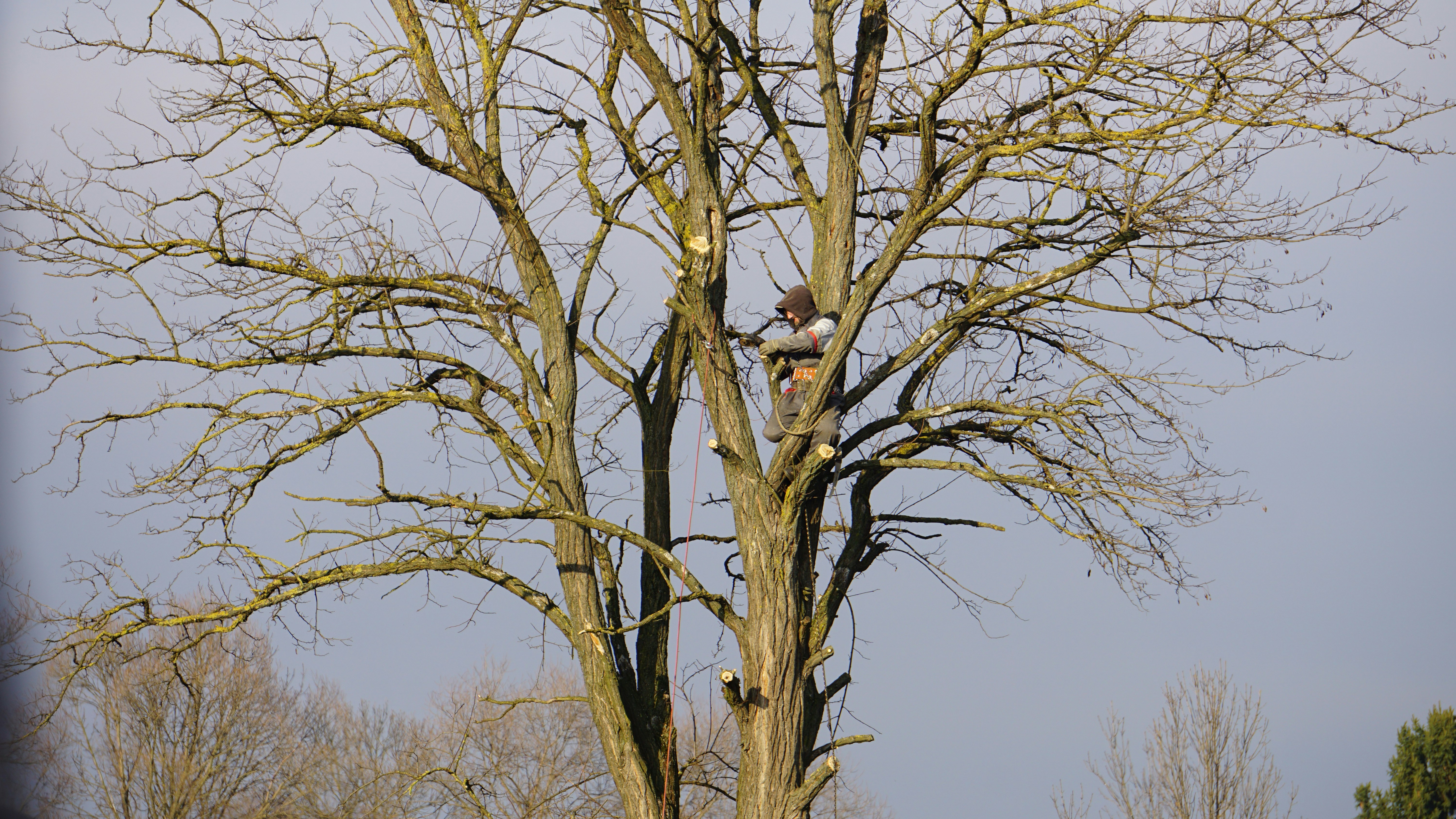 Professional emergency tree service in Rochester Hills