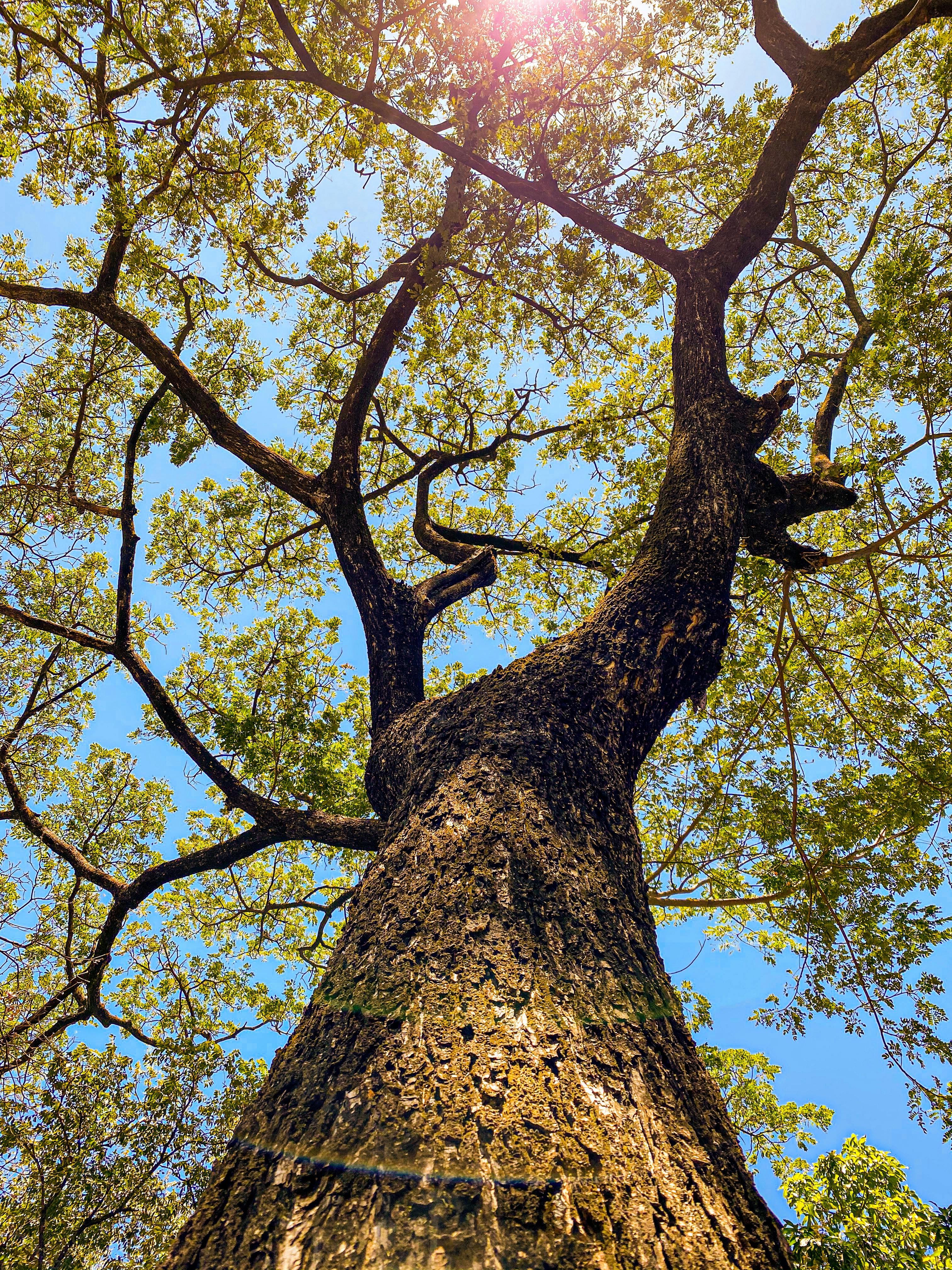 Professional tree trimming in Novi