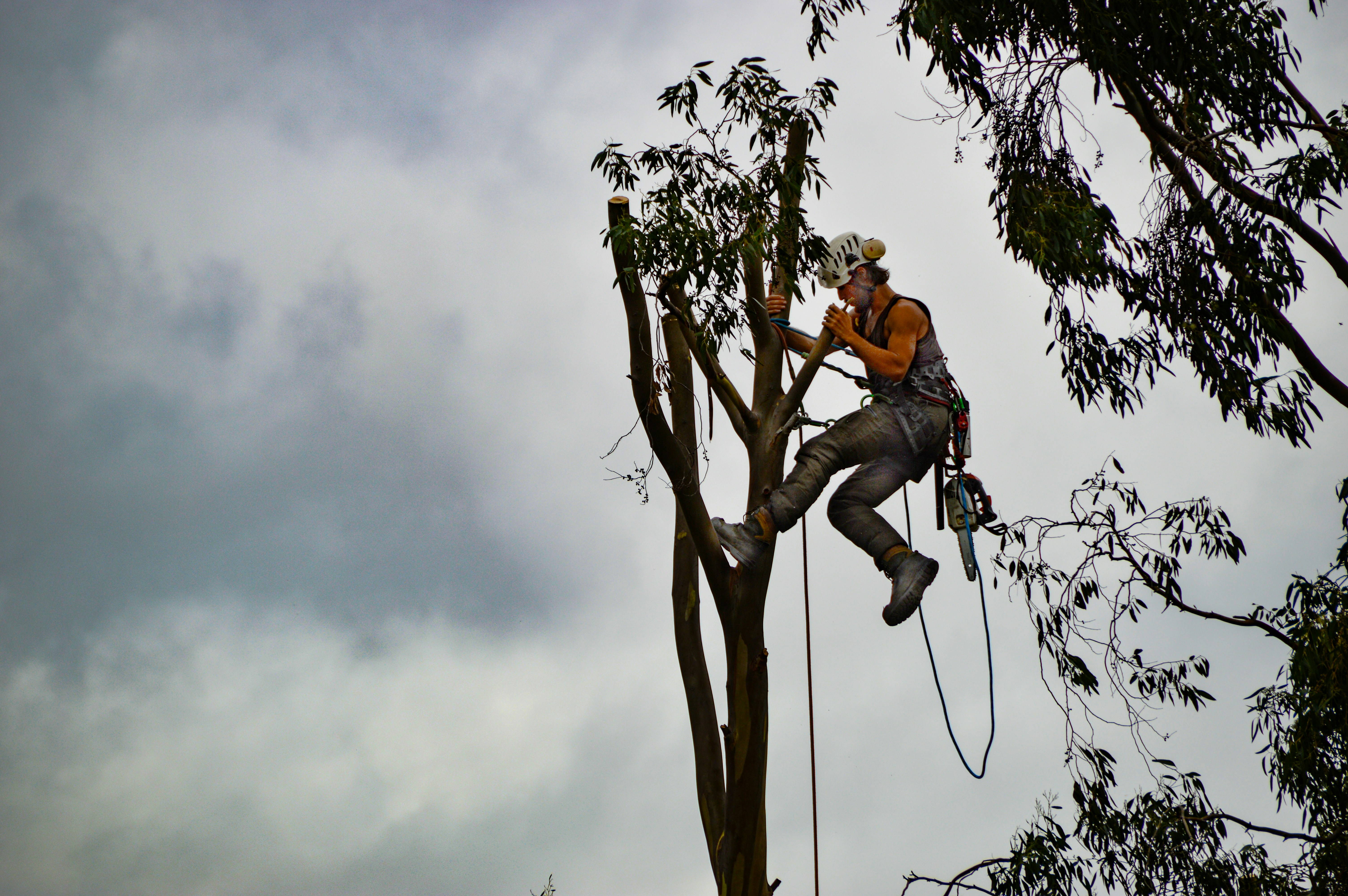 Professional tree trimming & removal in Oakland County