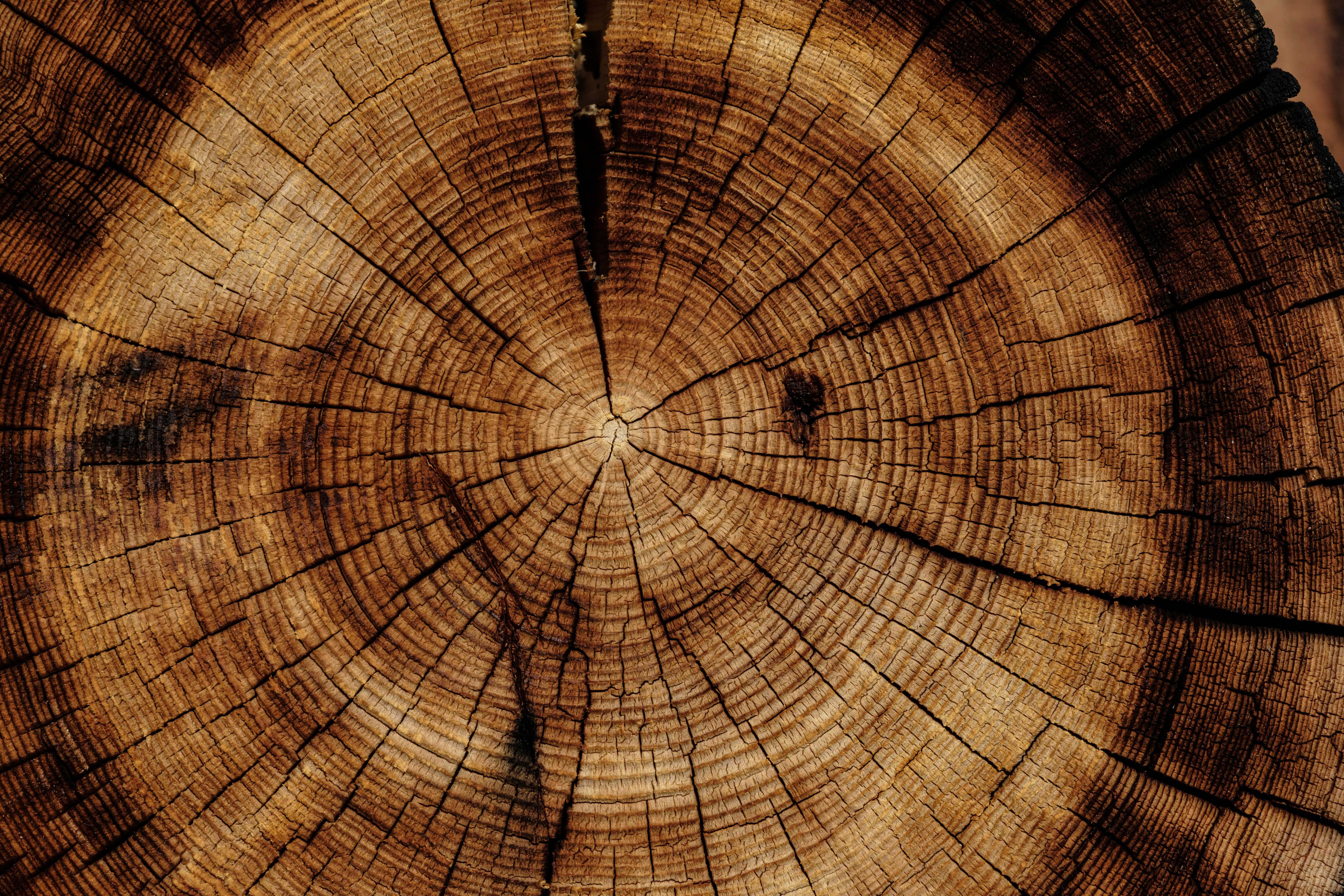 Professional wood chopping in Farmington Hills