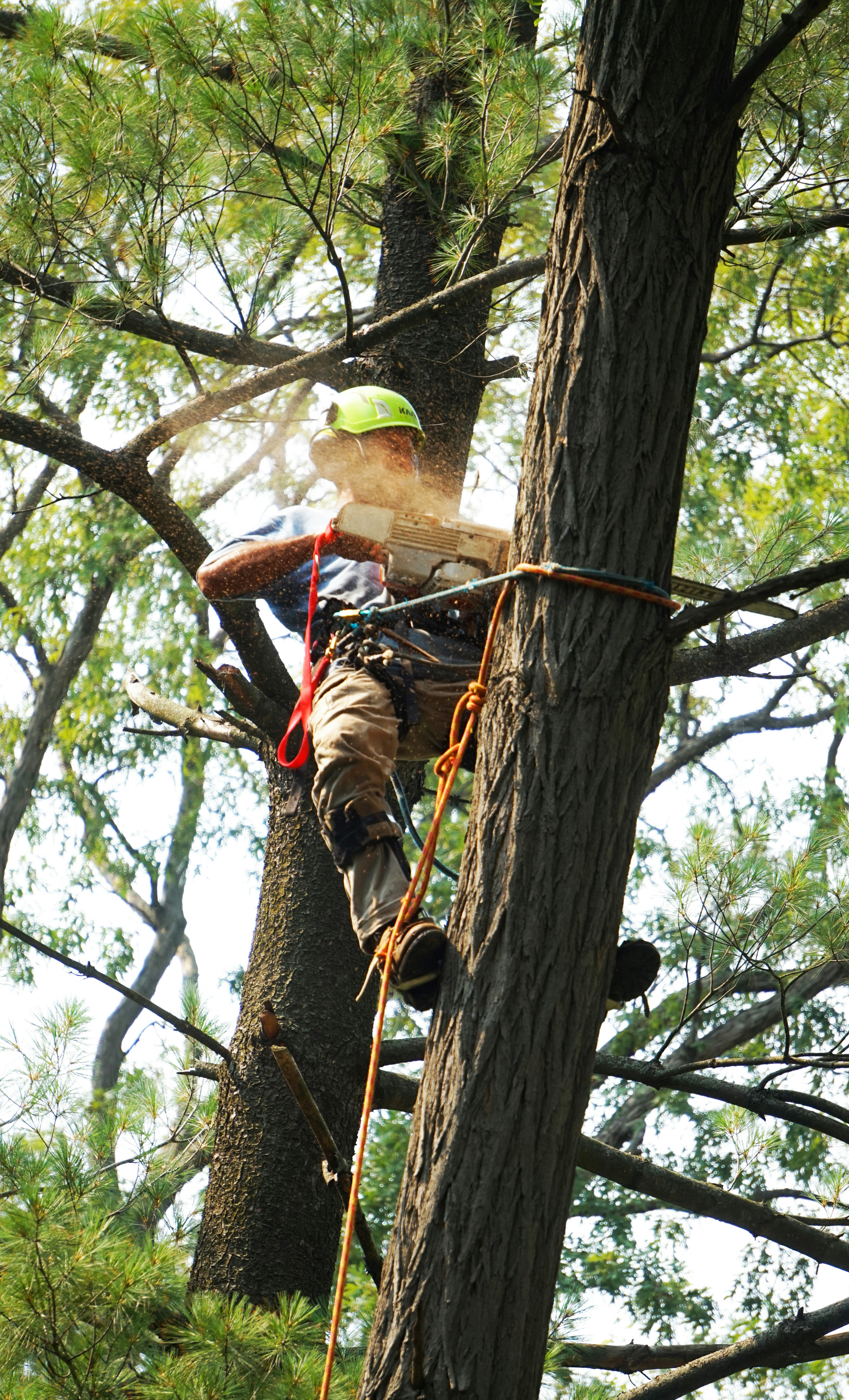 Professional tree trimming in Holly