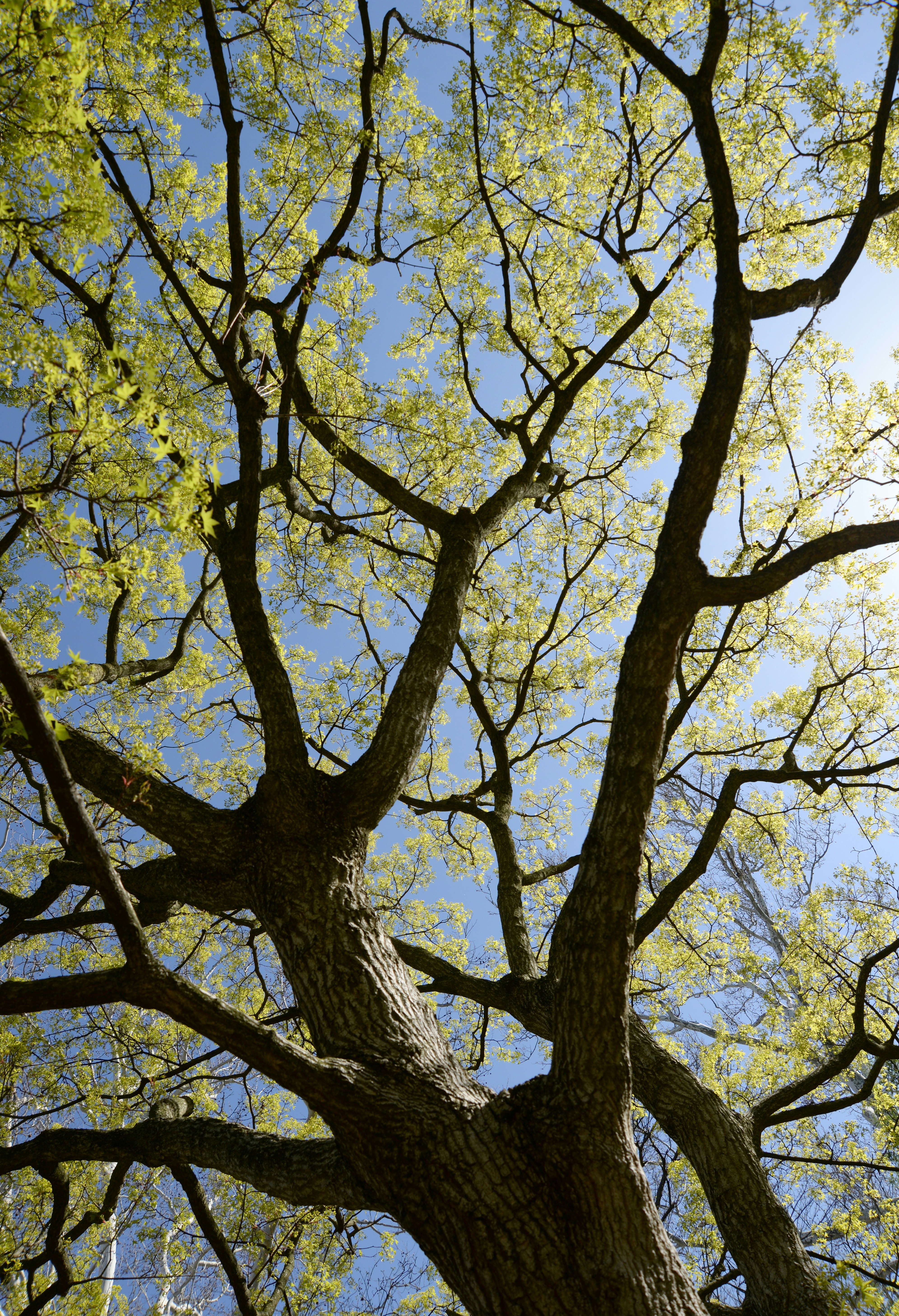Professional tree trimming in Rochester Hills