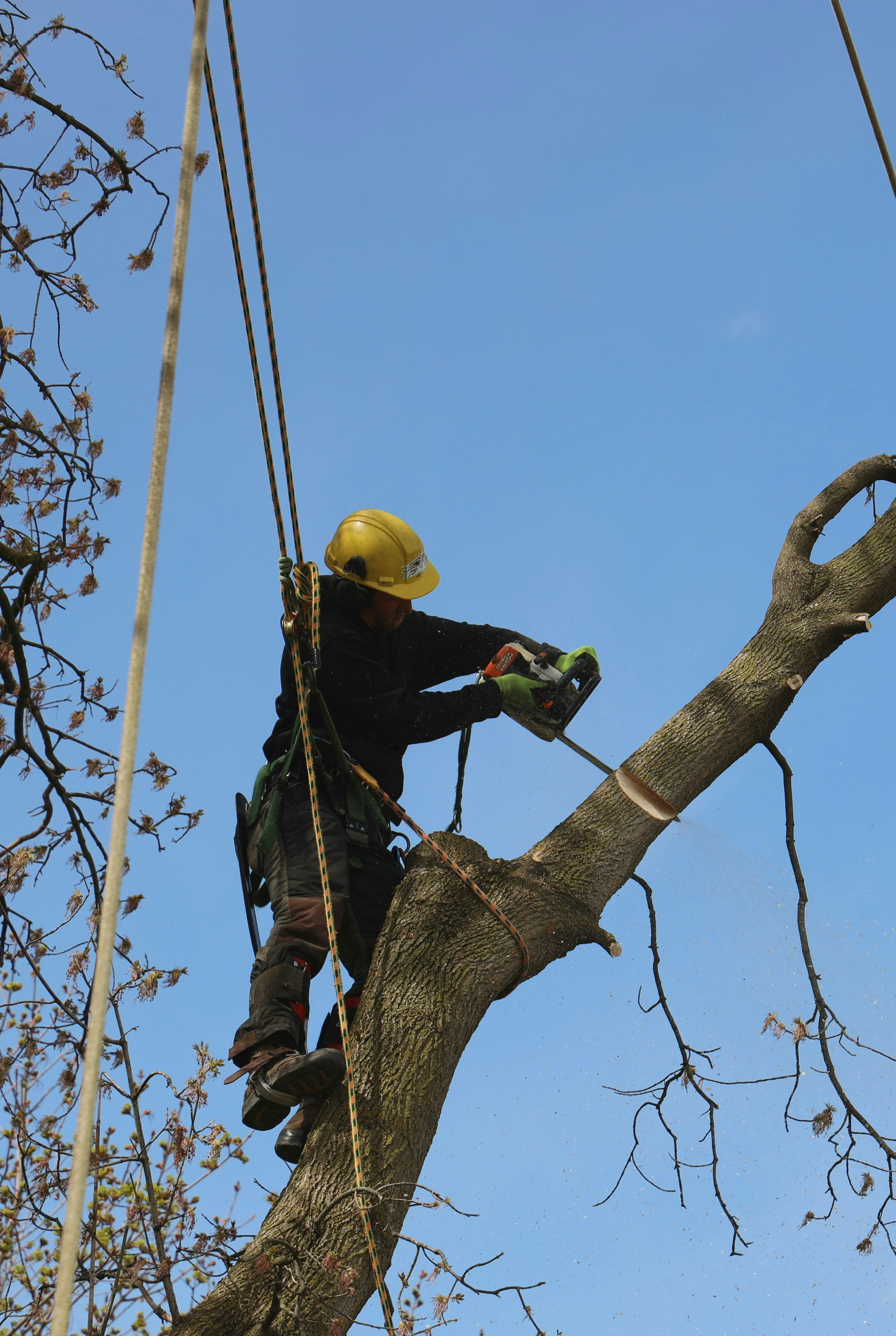 Professional tree trimming in Royal Oak