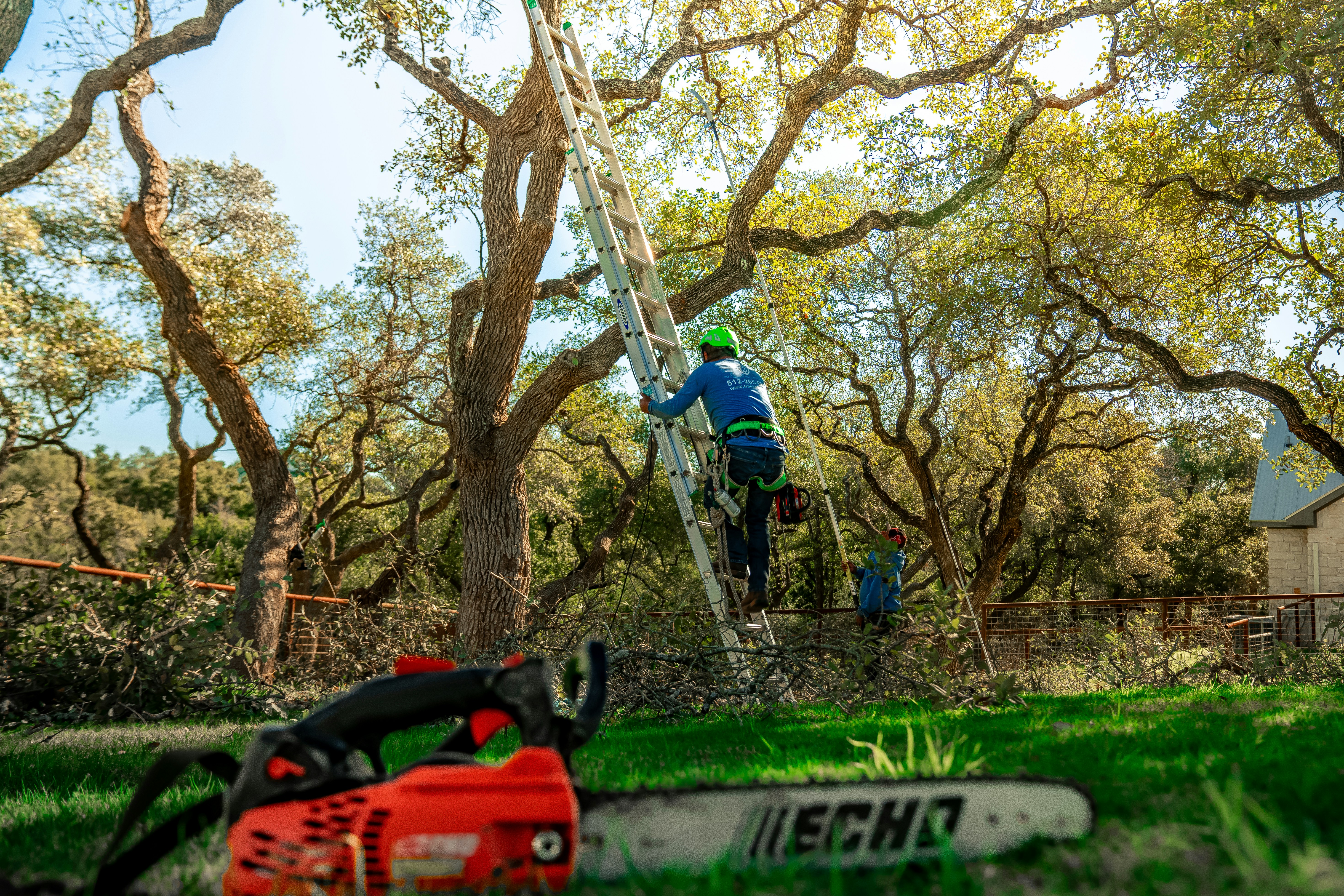Professional tree removal in Clarkston