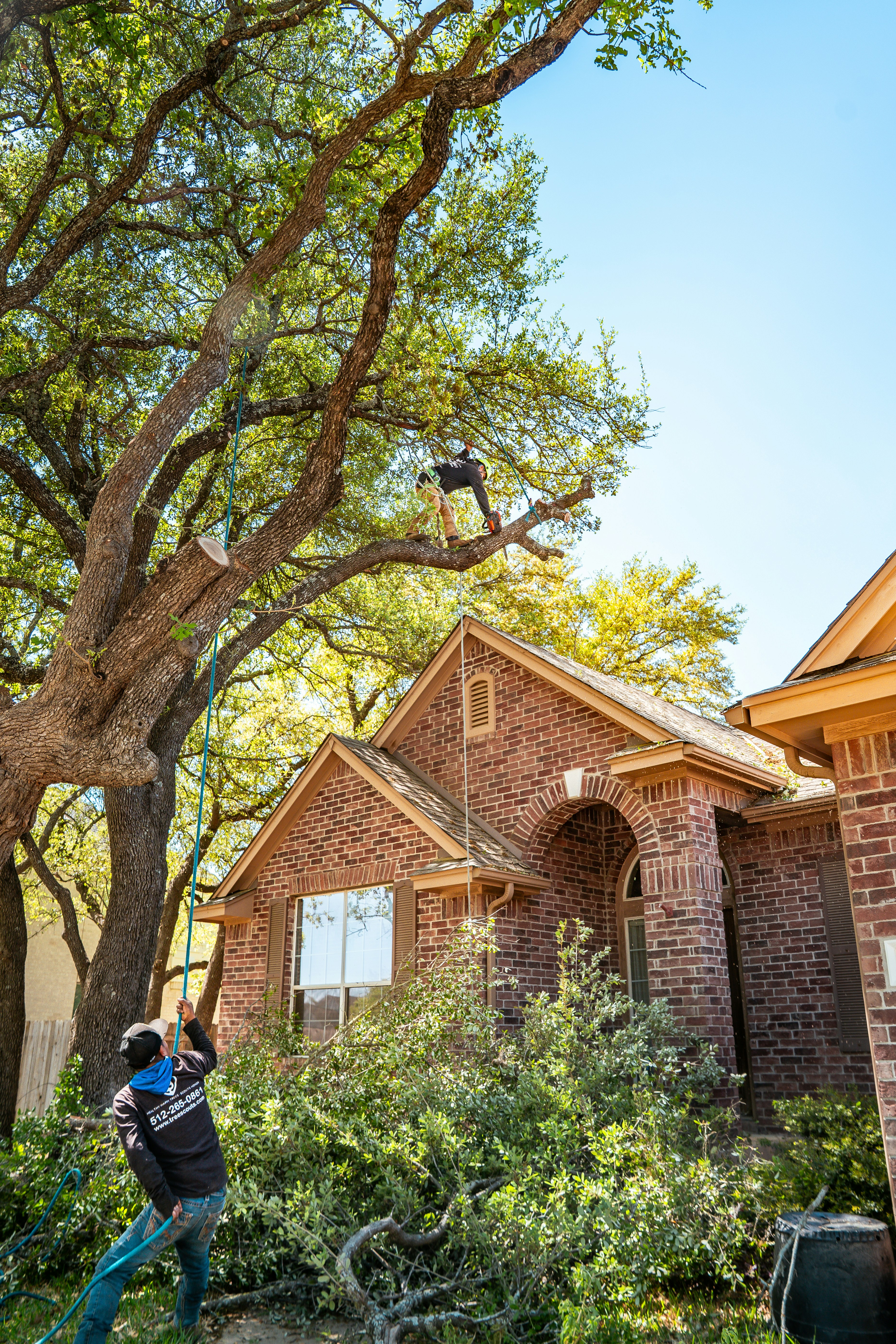 Professional tree removal in Franklin