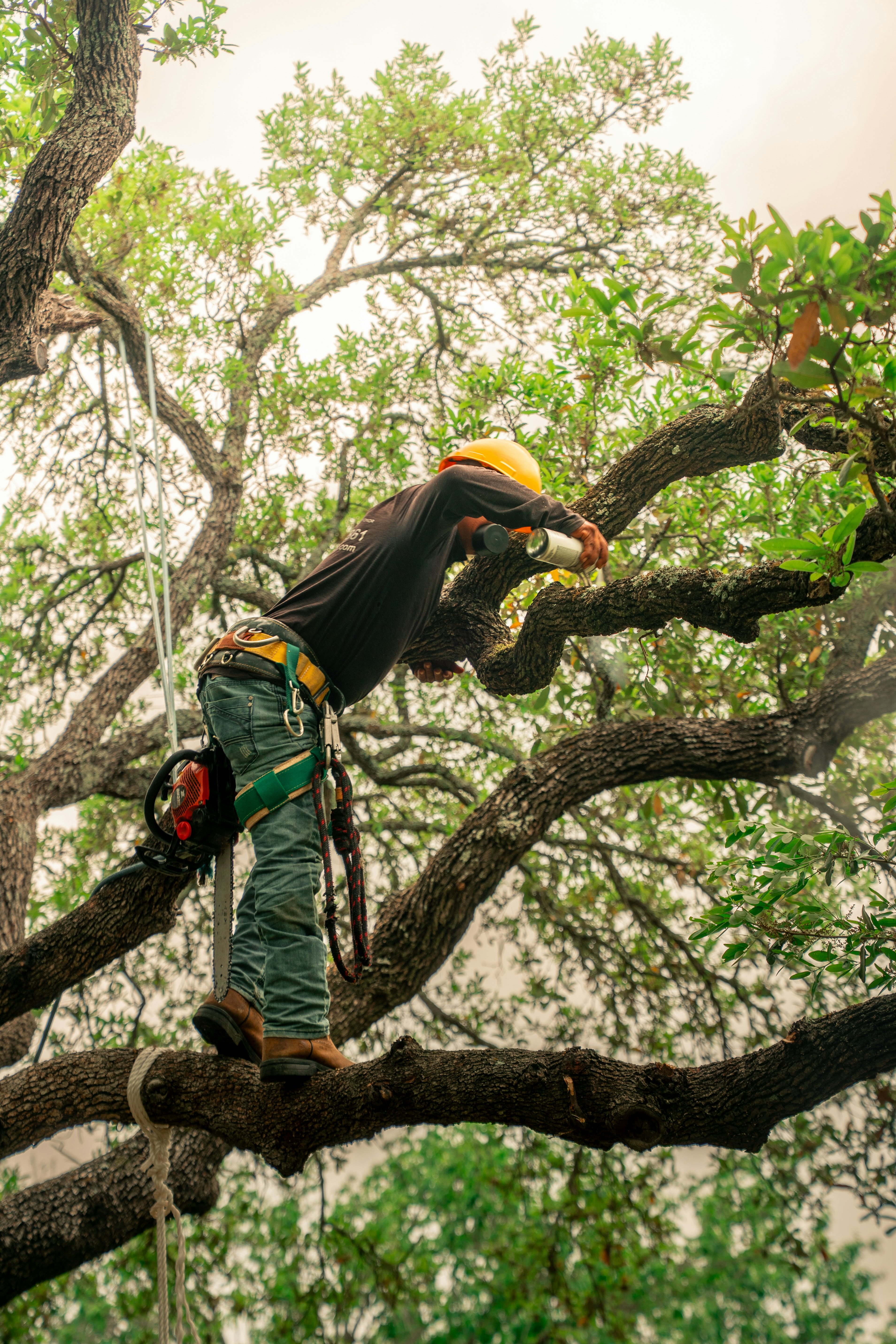 Professional tree trimming in Waterford
